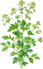 Watercolor painting of Coriander flowers.