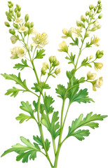 Watercolor painting of Coriander flowers.