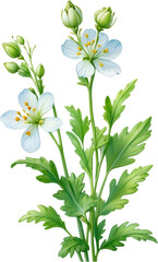 Fototapeta na wymiar Watercolor painting of Coriander flowers.