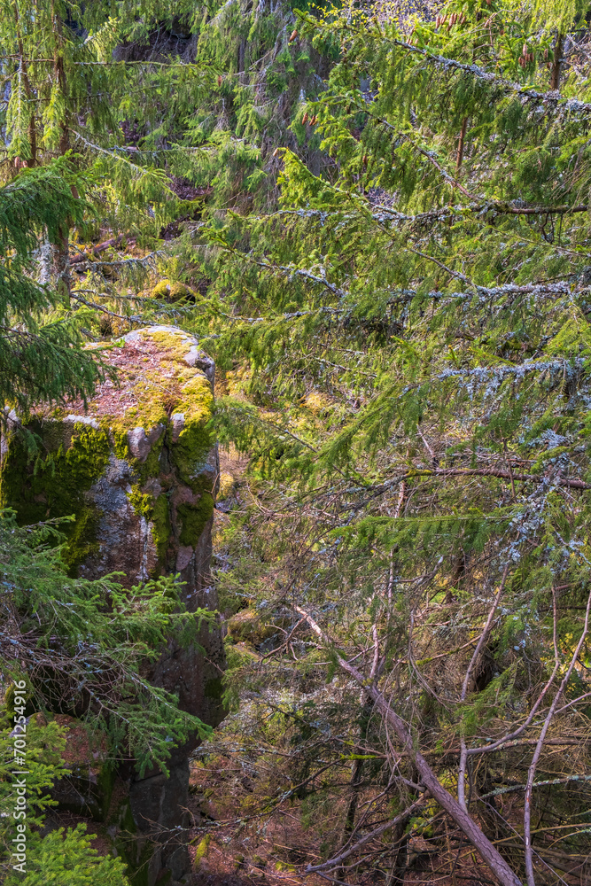 Canvas Prints Stone pillar in a boreal forest