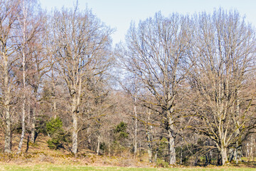 Deciduous forest by a meadow on a sunny spring day