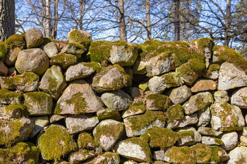 Growing moss on an old stone wall in a forest at spring
