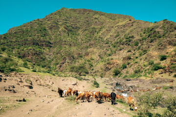 Fototapeta na wymiar A herd of masai boran cattle grazing in the wild in the mountains at Mount Ol Doinyo Lengai in Tanzania 