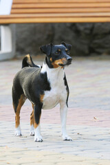 Jack Russell Terrier dog for a walk in the park.