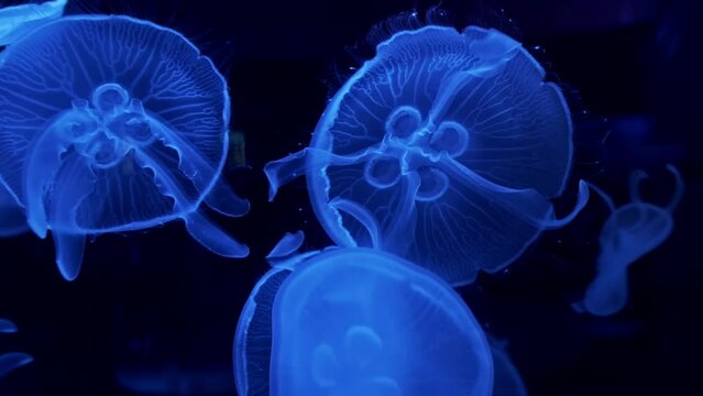 Ocean wildlife: Atlantic moon jellyfish
