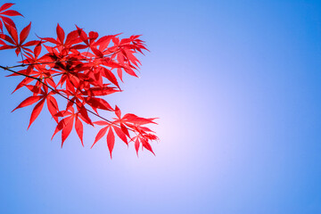 Romantic red leaves look like maple leaves. The Puhua Dark River is a masterpiece of nature and the...