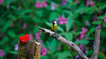 Great tits at a woodland feeding site
