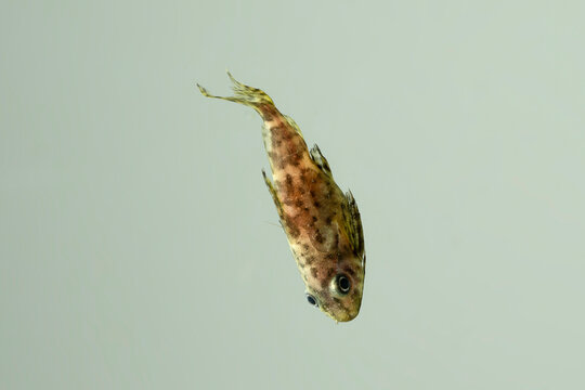 perspektive r&uuml;ckenschwimmender kongowels  fisch