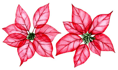watercolor drawing, set of Christmas plant, poinsettia. transparent flowers, x-ray. Festive decoration for the New Year, Christmas.