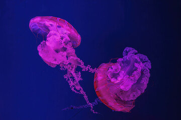 Fuorescent jellyfish swimming underwater aquarium pool with pink neon light. The South American sea nettle chrysaora plocamia in blue water, ocean. Theriology, tourism, diving, undersea life.