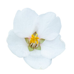 Naklejka na ściany i meble Blooming white flower isolated PNG photo with transparent background. High quality cut out scene element.