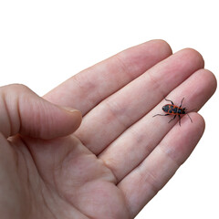 Hand holding ladybug isolated PNG photo with transparent background.