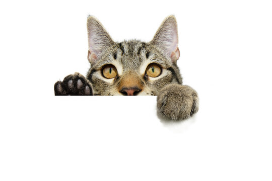Curious tabby cat hanging its paws over a white blank. Isolated on white backgorund