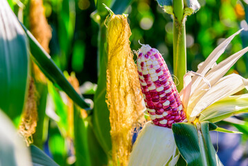 Multi-colored sweet corn cob on the stalk at corn field, organic corn plantation.