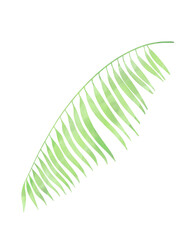 Leaf watercolor illustration