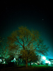 night scene with trees