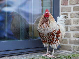 Rooster before window and its reflection in glass