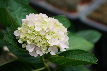 Hydrangea macrophylla