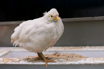 Young white chick outside with food