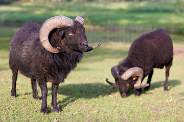 Two male ouessant sheep graze outside on meadow