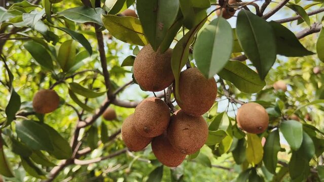 sapodilla fruit on the sapodilla tree plant on summer, sapodilla plum in the garden fruit