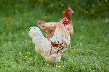 White rooster and brown chicken in garden free range