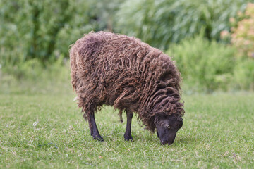 Brown female ouessant sheep outdoor in garden