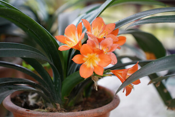 Bush lily (Clivia miniata)