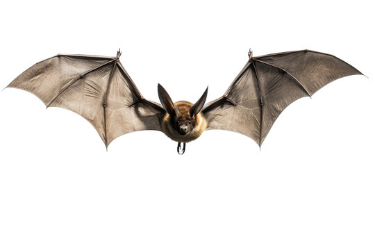 A Silent Bat Isolated On Transparent Background