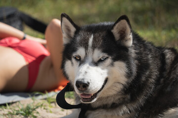 A husky dog ​​with multi-colored eyes sunbathes with its owner in nature.