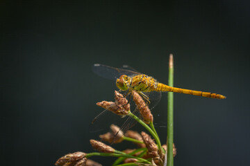 A common darter dragonfly resting in the sun