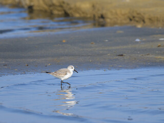 A Sanderling running along the shore of the sea
