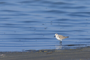 A Sanderling running along the shore of the sea