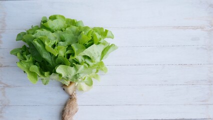 Salad Plant food on white background 