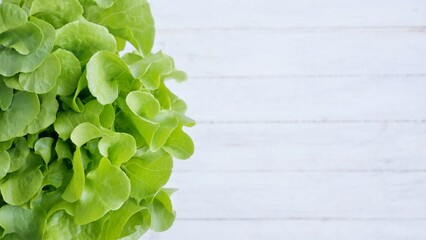 Salad Plant food on white background 