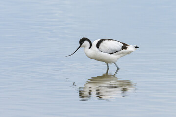 A Pied Avocet walking in shallow water