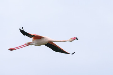 Fototapeta premium A Greater Flamingo flying on a sunny day