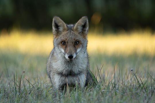 Rotfuchs im Sonnenaufgang