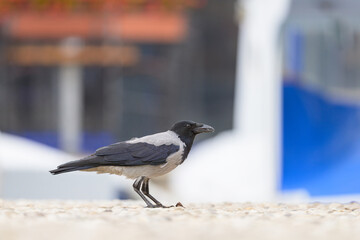 A carrion crow walking eating on the ground