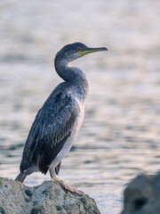 An immature common shag sitting on a rock near the sea