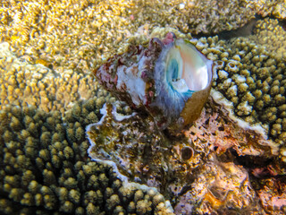 Beautiful clam shell in the expanses of the coral reef of the Red Sea