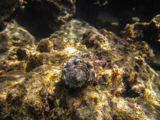 Beautiful clam shell in the expanses of the coral reef of the Red Sea
