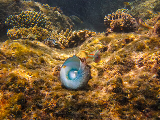 Beautiful clam shell in the expanses of the coral reef of the Red Sea