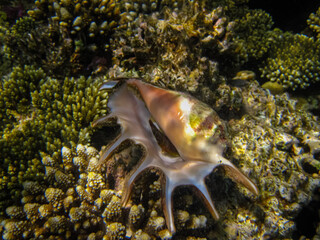Beautiful clam shell in the expanses of the coral reef of the Red Sea