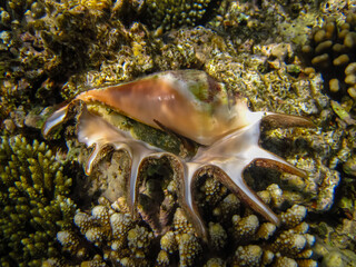 Beautiful clam shell in the expanses of the coral reef of the Red Sea