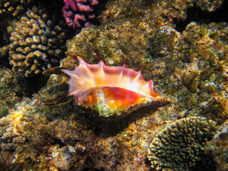 Beautiful clam shell in the expanses of the coral reef of the Red Sea