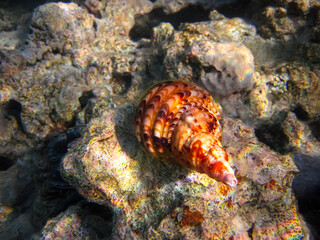 Beautiful clam shell in the expanses of the coral reef of the Red Sea