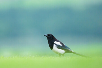 A Eurasian Magpie standing in a meadow