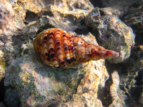 Beautiful clam shell in the expanses of the coral reef of the Red Sea