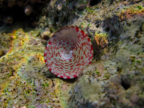 Beautiful clam shell in the expanses of the coral reef of the Red Sea
